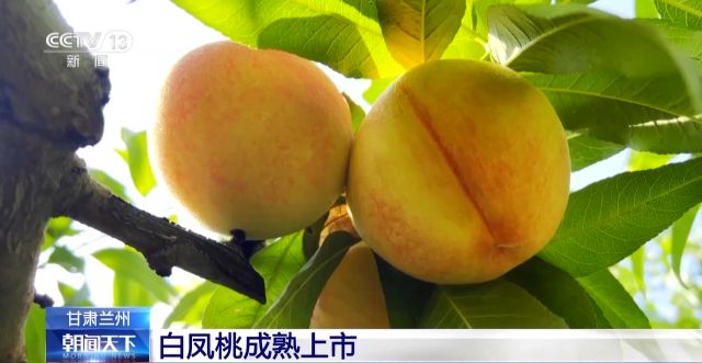 丰收啦！白凤桃成熟上市 万亩紫花苜蓿进入收割季