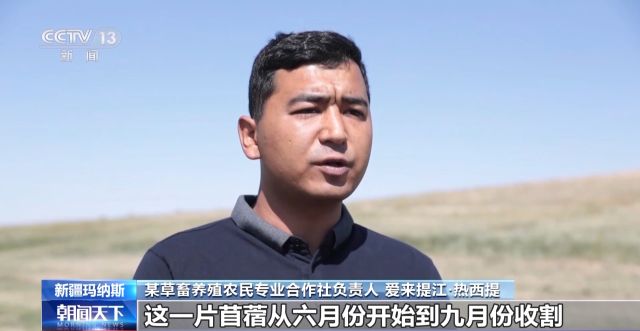 丰收啦！白凤桃成熟上市 万亩紫花苜蓿进入收割季