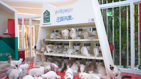 深圳领展中心城变身撸猫天堂,宠咕咕让养猫更轻松! 4.png