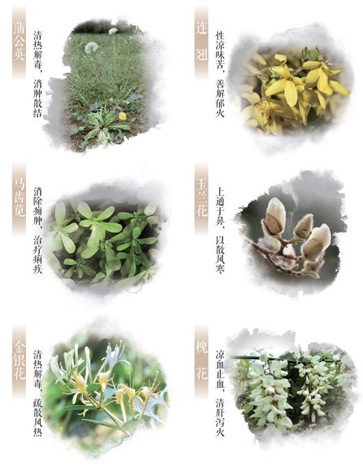 春日这些常见的花草，原来都是中药
